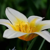 Тюльпан Кауфмана :: Aleksandr .