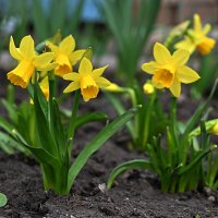 мини нарциссы :: Aleksandr . мини нарциссы :: Aleksandr .