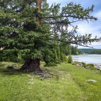 Лиственница :: Галина Козлова 