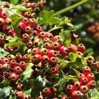 Боярышник :: Freddy 97