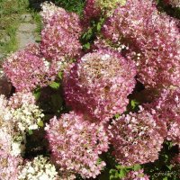 Гортензия :: Freddy 97