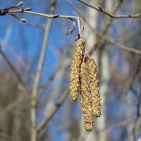 Сережки. :: Галина .