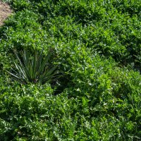 Весна :: Анатолий Чикчирный Весна :: Анатолий Чикчирный