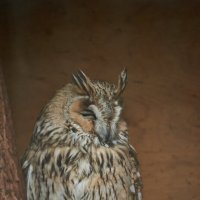 Сова :: Александр Леонов