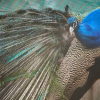 Павлин :: Александр Леонов