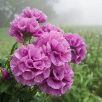 ЦВЕТЫ :: МАРИЯ ПОПОВА