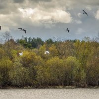 Весна в Лен области :: Владимир Колесников