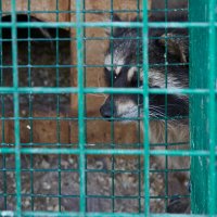 За решёткой. Самарский ззопарк :: Олег Манаенков За решёткой. Самарский ззопарк :: Олег Манаенков