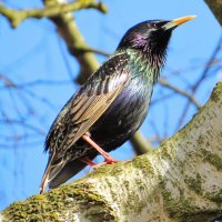 Переливаясь на Солнце :: Андрей Снегерёв Переливаясь на Солнце :: Андрей Снегерёв