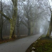 Февраль,аллея :: Юрий. Шмаков