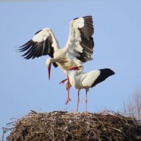 Любовь ... :: Ольга Митрофанова