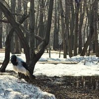 Кар-р-р-р! :: Мария - Maria