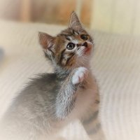 ...даешь лапу ? :: Andrey Bragin 