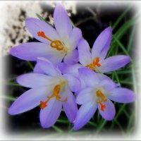 То, что радует глаз. :: Елена Сухорученкова