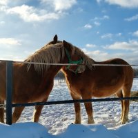 Дружные лошадки :: Елена Сухорученкова Дружные лошадки :: Елена Сухорученкова