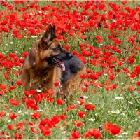 В маках. :: Александр Григорьев