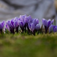 После долгой зимы :: Иван Литвинов После долгой зимы :: Иван Литвинов