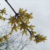 Форзиция :: Сапсан 