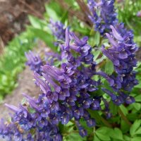 Хохлатка :: Сапсан 