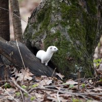 Ласка. :: Владимир Безбородов Ласка. :: Владимир Безбородов