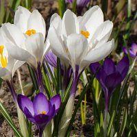 Первоцветы :: Ольга 