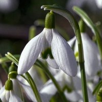 Подснежник :: Aleksey Afonin