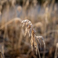 Этюд с тростником и инеем... :: Николай Гирш