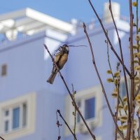 Пора строить гнездо :: Валерий Иванович