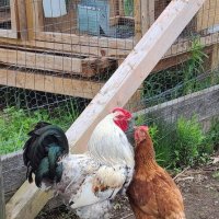 Влюблённые... :: Валерий Кокорев Влюблённые... :: Валерий Кокорев