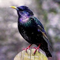 Ждёт подругу :: Людмила Смородинская