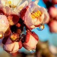 Весеннее настроение :: Валерий Ткаченко