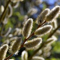 С Вербным Воскресеньем! :: Владимир Помазан