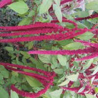 цветёт в сентябре :: Елена Шаламова