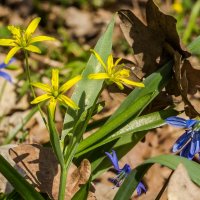 Весны цветение ... :: Ravile 