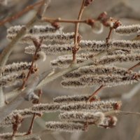 Верба. :: Дмитрий А