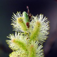 С праздником,друзья. :: nadyasilyuk Вознюк