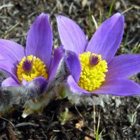 Сон-трава. :: nadyasilyuk Вознюк