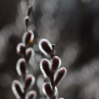 С праздником, православные! :: Игорь Шевченко