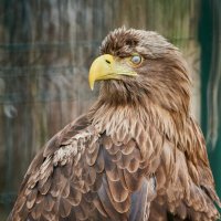 Орлан Белохвостый :: Александр Леонов