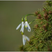 Весенние подснежники. :: Sergey (Apg)