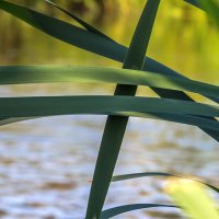 Краски лета. Свет и цвет. :: Алексей Трухин Краски лета. Свет и цвет. :: Алексей Трухин