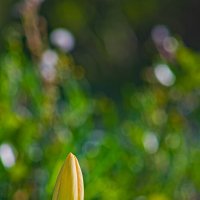 тюльпанчик :: Giant Tao /