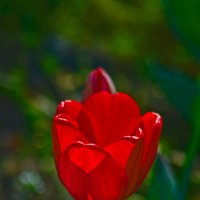 Красный тюльпанчик :: Giant Tao /