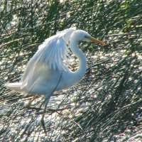 большая белая цапля :: gawrilа - dan