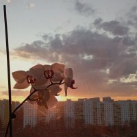 Орхидея на закате :: Roman stories -