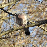 весенние зарисовки :: ИННА ПОРОХОВА весенние зарисовки :: ИННА ПОРОХОВА