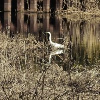 весенние зарисовки :: ИННА ПОРОХОВА