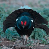 Тетерев :: Yudong Liu Тетерев :: Yudong Liu