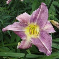 Лилейник :: Freddy 97