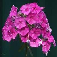 Флоксы :: Freddy 97